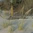 Beach grass (Ammophila genus)