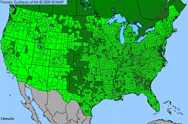 Allergies By County Map For Leather-Flower, Virgin's-Bower