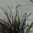 Fountain grass (Pennisetum setaccum)