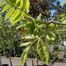 Corktree (Phellodendron sachalinense)