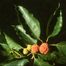 Storehousebush (Cudrania tricuspidata)