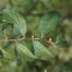 Jamaican Nettletree (Trema micranthum)