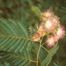 Albizia (Albizia julibrissin).