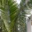 Coconut Palm (Cocos nucifera)