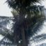 Coconut Palm (Cocos nucifera)