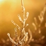 Ragweed plant in Winter