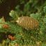 Balsam fir (Abies balsamea).