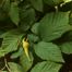 Beaked hazelnut (Corylus cornuta).