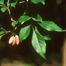 Eastern Swamp-Privet (Forestiera acuminata).