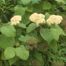 Wild Hydrangea (Hydrangea arborescens).