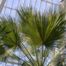 California fan palm (Washingtonia filifera)