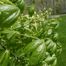 Buckeye (Aesculus) tree