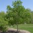 Buckeye (Aesculus) tree