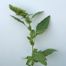 Pigweed (Amaranthus genus).