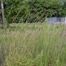 Big Bluestem (Andropogon gerardii).