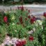 Snapdragon flowers (Antirrhinum majus)