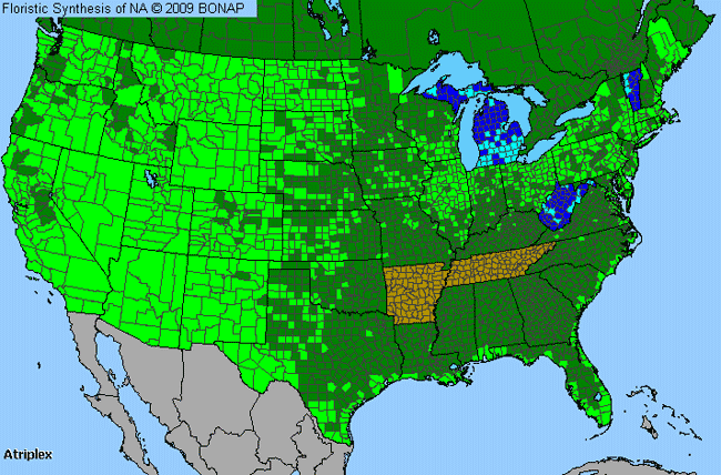 Allergies By County Map For Orache, Saltbush