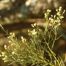 Saltwater False Willow (Baccharis angustifolia).