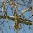 Paper birch (Betula papyrifera)