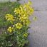 Wild mustard (Brassica genus).