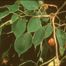 Paper mulberry (Broussonetia papyrifera).