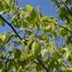 American Hornbeam (Carpinus caroliniana).