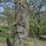 Bitter-nut Hickory (Carya cordiformis)