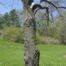 American chestnut (Castanea dentata)