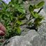 New Jersey Tea (Ceanothus americanus).