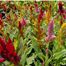 Cock's-Comb (Celosia genus)