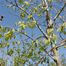 Hackberry (Celtis occidentalis)