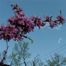 Redbud (Cercis canadensis).