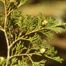 Atlantic White-Cedar (Chamaecyparis thyoides).