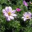 Cosmos flower (Cosmos genus).