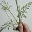 Queen Anne's Lace (Daucus carota).