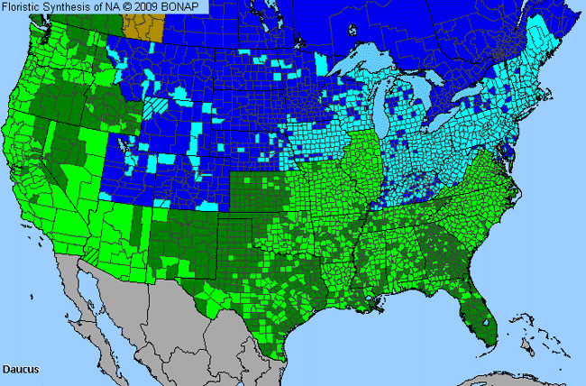 Allergies By County Map For Queen Anne's-Lace, Wild Carrot