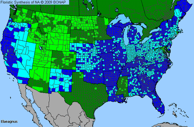 Allergies By County Map For Russian-Olive, Silver-Berry