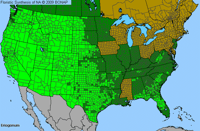 Allergies By County Map For Wild Buckwheat