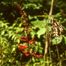 Red-Cardinal (Erythrina herbacea).