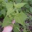 White snakeroot (Eupatorium rugosum).