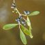 Florida Swamp-Privet (Forestiera sgregata).