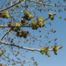 Green ash (Fraxinus pennsylvanica)