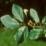 Ozark Witch-Hazel (Hamamelis vernalis).