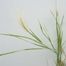 Fox-Tail Barley (Hordeum jubatum).