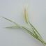 Fox-Tail Barley (Hordeum jubatum).