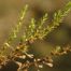 Pine-Barren Golden-Heather (Hudsonia ericoides).