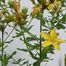 Common St. John's-Wort (Hypericum perforatum).