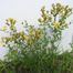 Common St. John's-Wort (Hypericum perforatum).