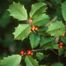 Holly (Ilex genus)