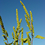 Marsh-elder (iva annua), Lewis et al